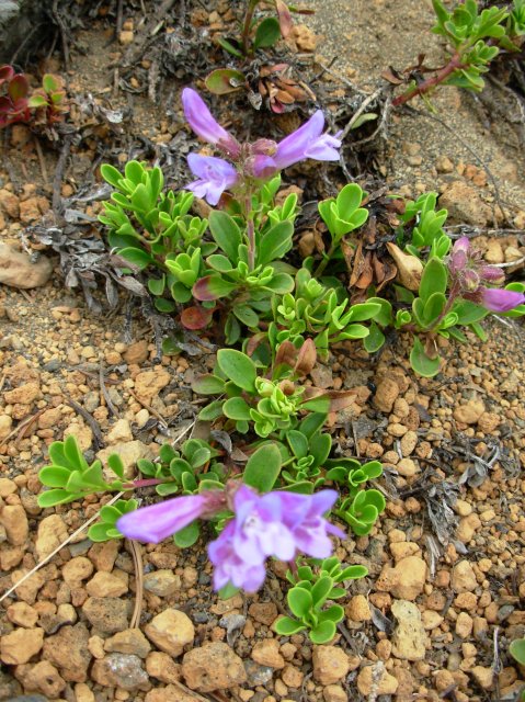 Summer '06 Sunriver 540 